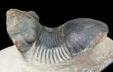 Paralejurus Trilobite Fossil - Foum Zguid, Morocco #53531-1